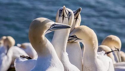 米兰体育APP官网-英超球队季中高强度赛程负荷与表现关系研究，英超比赛分析